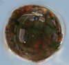 backyard 1280.jpg