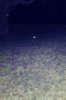 Spark Reflecton with flashlight.jpg