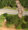 Bird of Prey over Oak Grove Elementary 07-13-19.jpg