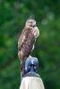 DSC_0217.jpg
