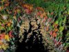 Fall_Colors_Start (3).jpg