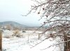 Apple%20tree%20winter-Edit.jpeg