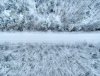 snowwoods_2.jpg