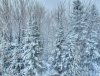 snowwoods_3.jpg