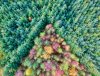 RZ-Treetop-Triangle.jpg