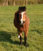 horse1.PNG
