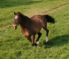 horse2.PNG