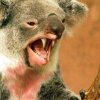 drop_bear_lr.jpg