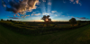 RZ-High-Tree-Sun.png