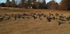 Geese 2.jpg