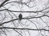 eagle 039.JPG