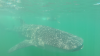 vlcsnap-2015-08-19-23h24m49s505.png
