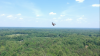 bird.png
