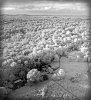 DJI_0143-IR-ed.jpg