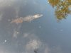 DJI_0313.JPG
